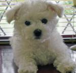 Chiots type bichons maltais non l.o.f. - Miniature