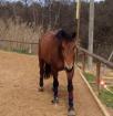 Adoption magnifique cheval de 7 ans  - Miniature