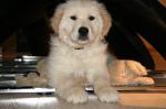 Chiot golden retriever male - Miniature