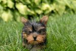 Yorkshire terrier de pure race car avec le pedigrée - Miniature