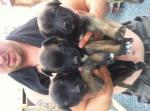 Chiot malinois pure race - Miniature