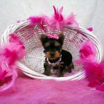 Mini chiots yorkshire terrier pour adoption - Miniature