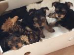 Vend chiots york - Miniature