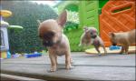 Chiots chihuahua miniature - Miniature