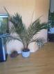 Plante phoenix - Miniature