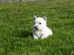 Adorables chiots westie - Miniature