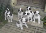 Saint  bernard chiots lof - Miniature