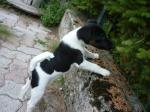 A vendre chiot fox terrier - Miniature