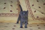 Vends chartreux - Miniature