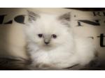 Adorable chatons persan - Miniature