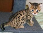 Chaton - Miniature