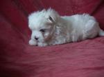 Jolie bichon maltais femelle a donner - Miniature