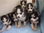 6 chiots husky de siberie à adopter - Miniature