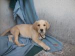 Chiot labrador golden - Miniature