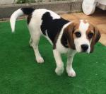 Beagle - Miniature