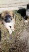 Chiots patou/malinois - Miniature