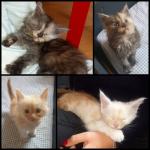 Chatons maine coon loof - Miniature