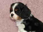 A donner chiot cavalier charle spaniel femelle - Miniature