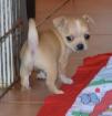 Adorable couple male et femelle type chihuahua   - Miniature