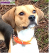 Saillie type beagle - Miniature