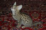 Chatons caracal ,serval et savannah f1 en vente - Miniature