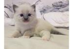 Chatons ragdoll pour adoption - Miniature