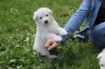 Berger blanc suisse femelle - Miniature