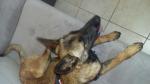 Berger belge malinois - Miniature