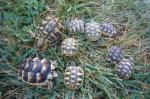 Tortue terre hermann - Miniature