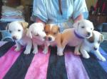 Jack russel chiots - Miniature