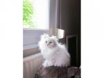 Adorable chaton de type persan chinchilla - Miniature