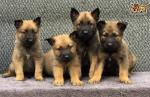 Chiots berger belge malinois gros gabarit (lof) - Miniature