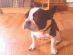 Bouledogue fransais - Miniature