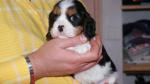 Chiots cavalier king charles lof - Miniature