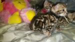 Bebe bengal pure race - Miniature