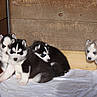 Superbe chiots type husky siberien - Miniature