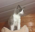 Male ragdoll a vendre - Miniature