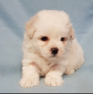 Vends chiot bichon maltais - Miniature