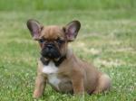 A donner  magnifique chiot  bouledogue français non lof - Miniature