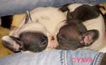 Chiots bouledogue francais - Miniature