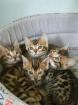 Adorables chatons bengal pure race pour vous - Miniature