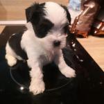 A vendre yorkipoo - Miniature