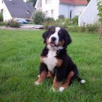 Chiots bouviers bernois a vendre - Miniature