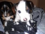 Vend chiots jack russel fox - Miniature