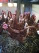 Poules pondeuses - Miniature