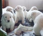 Chiots berger blanc suisse - Miniature