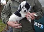 Chiot setter anglais - Miniature