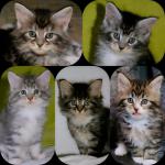 Superbes main coon - Miniature