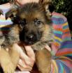 A adopter chiot type berger allemand femelle - Miniature