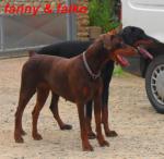 Chiots dobermann lof - Miniature